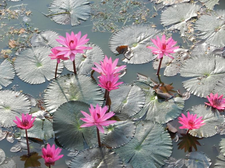 Seerosen Waterlilies