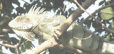 great Iguana